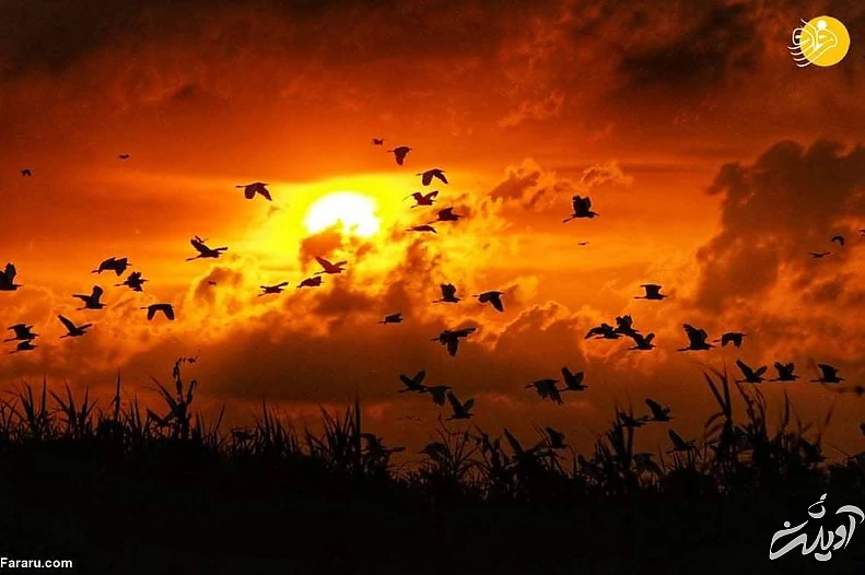 تصاویر منتخب حیات وحش در یک هفته